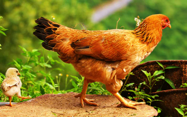  Chicks