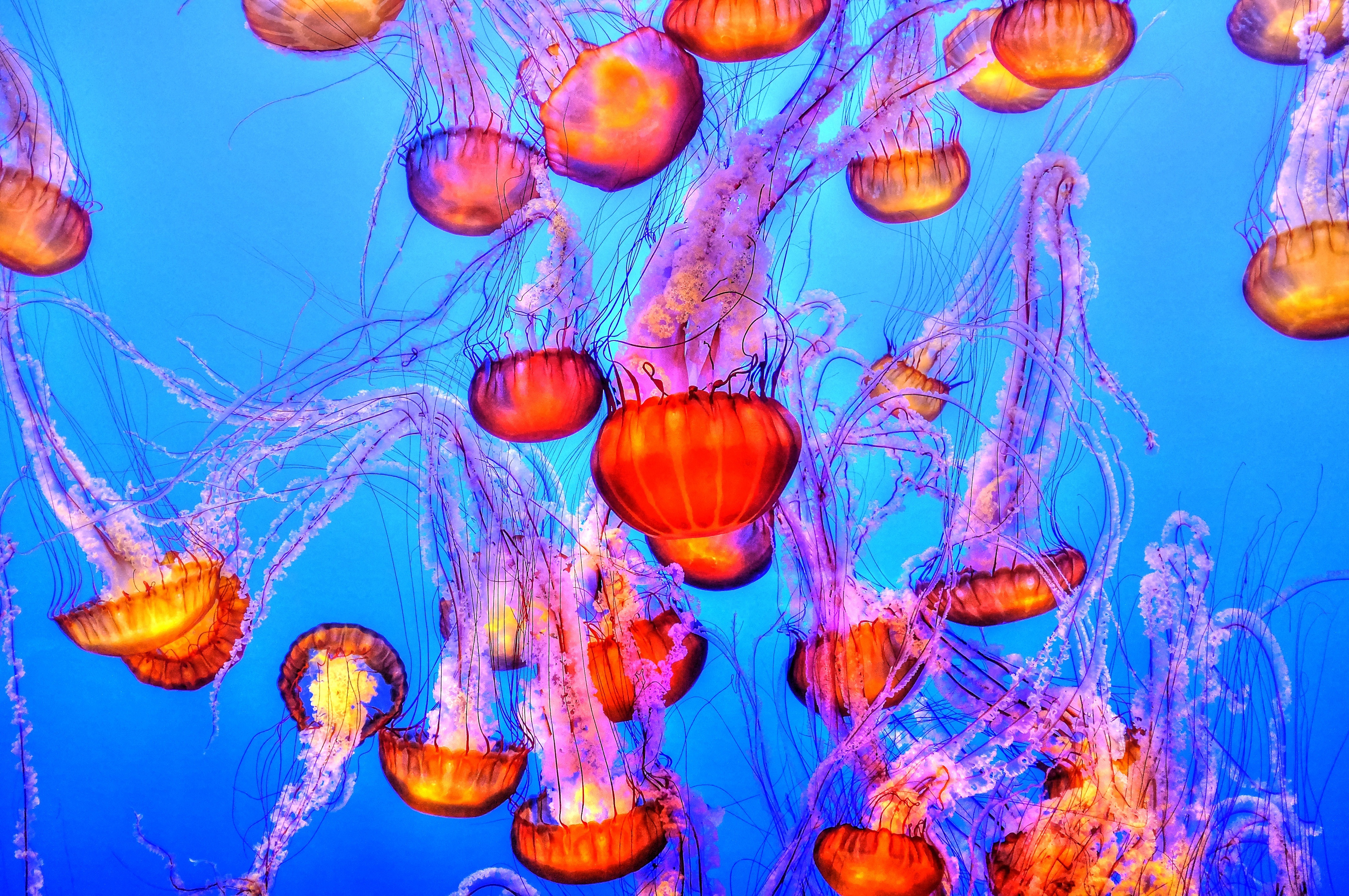 Jellyfish 4k Ultra HD Wallpaper | Background Image | 4288x2848 | ID