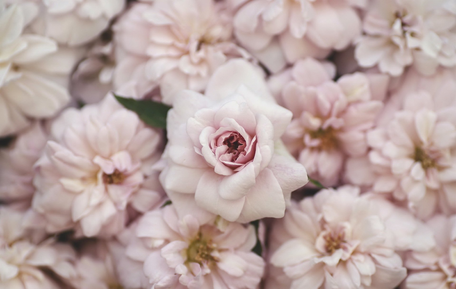 HD PC desktop wallpaper of a close-up cluster of pale pink flowers, a central rose-like bloom surrounded by soft blossoms and green leaves forming a delicate nature floral background.