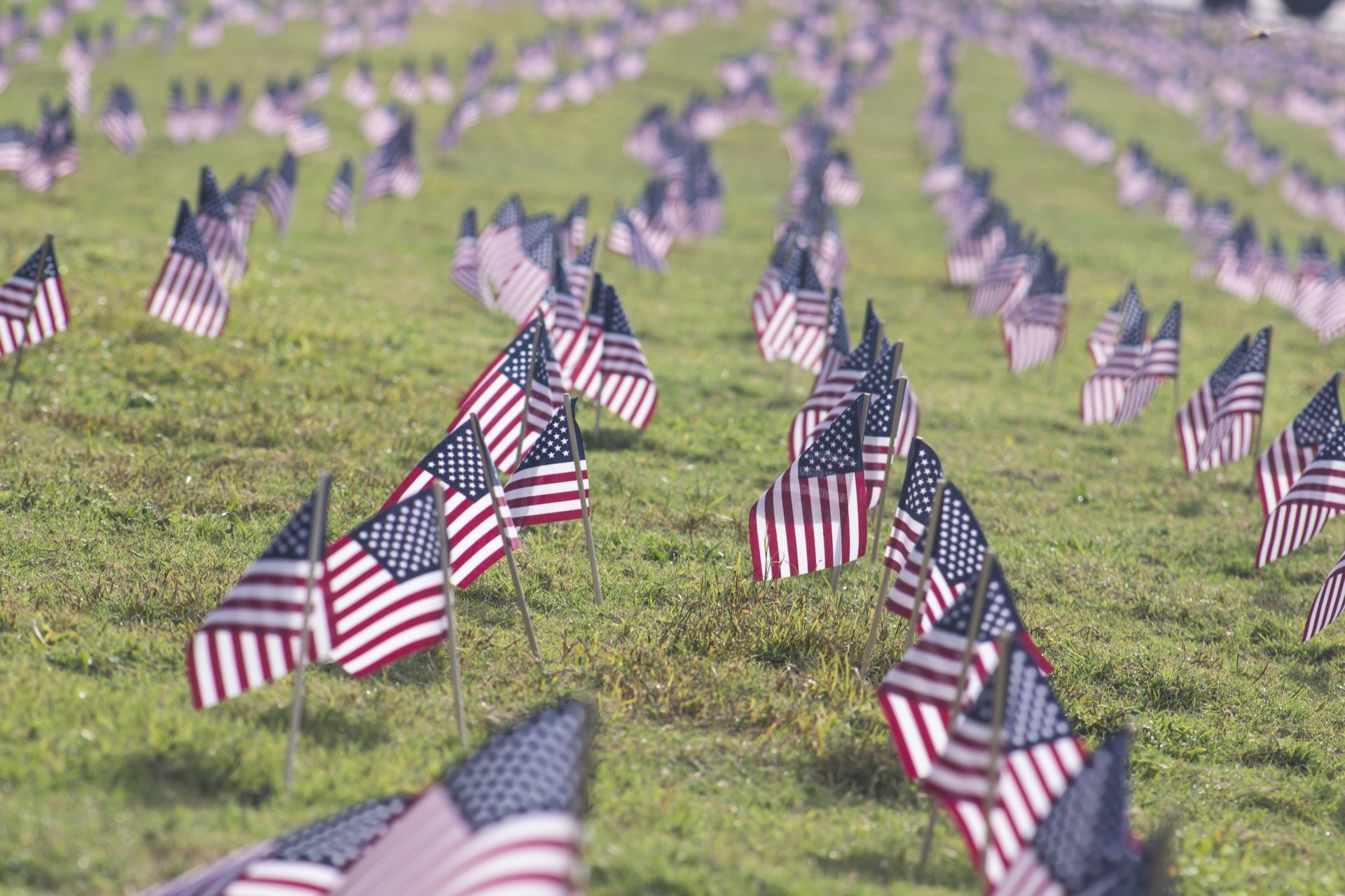 Rows of small American flags planted in green grass, honoring Memorial Day and Veterans Day, captured in a crisp 4K Ultra HD desktop wallpaper.