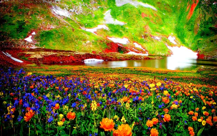  Colorful mountain flowers in a high valley