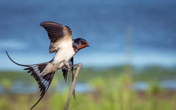 A swallow with wings spread perches on a branch against a blurred natural background, captured in stunning 4K Ultra HD detail.