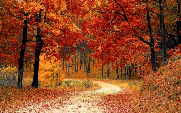 Man Made Path Forest Fall Tree HD Wallpaper | Background Image