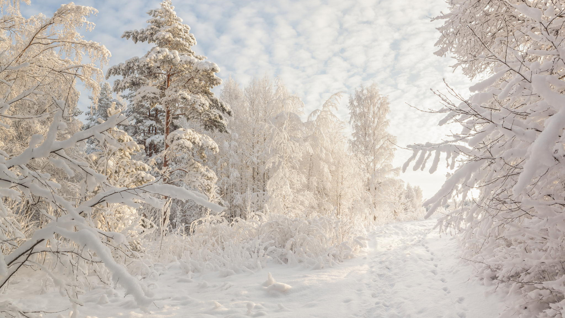 Download forest white tree snow nature winter hd wallpaper