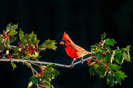 Male Cardinal