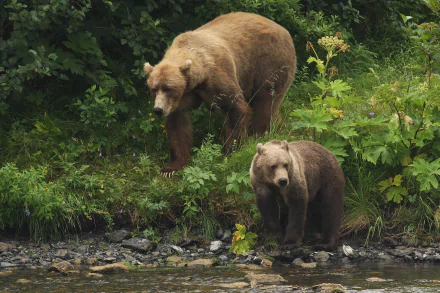 HD PC desktop wallpaper: Kodiak bear and cub at a lush riverbank, brown bears framed by dense green foliage
