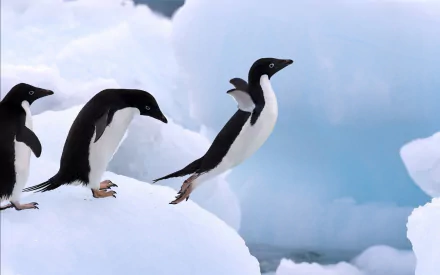  Adelie Penguins