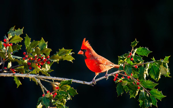  Male Cardinal