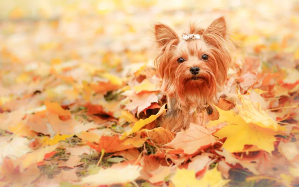 A Yorkshire terrier nestled among golden fall leaves, captured in sharp detail as a 4K Ultra HD PC desktop wallpaper background.