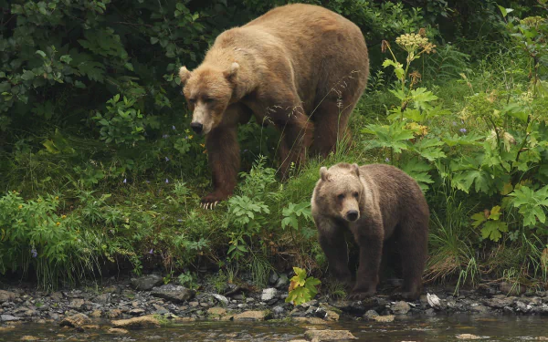 HD PC desktop wallpaper: Kodiak bear and cub at a lush riverbank, brown bears framed by dense green foliage