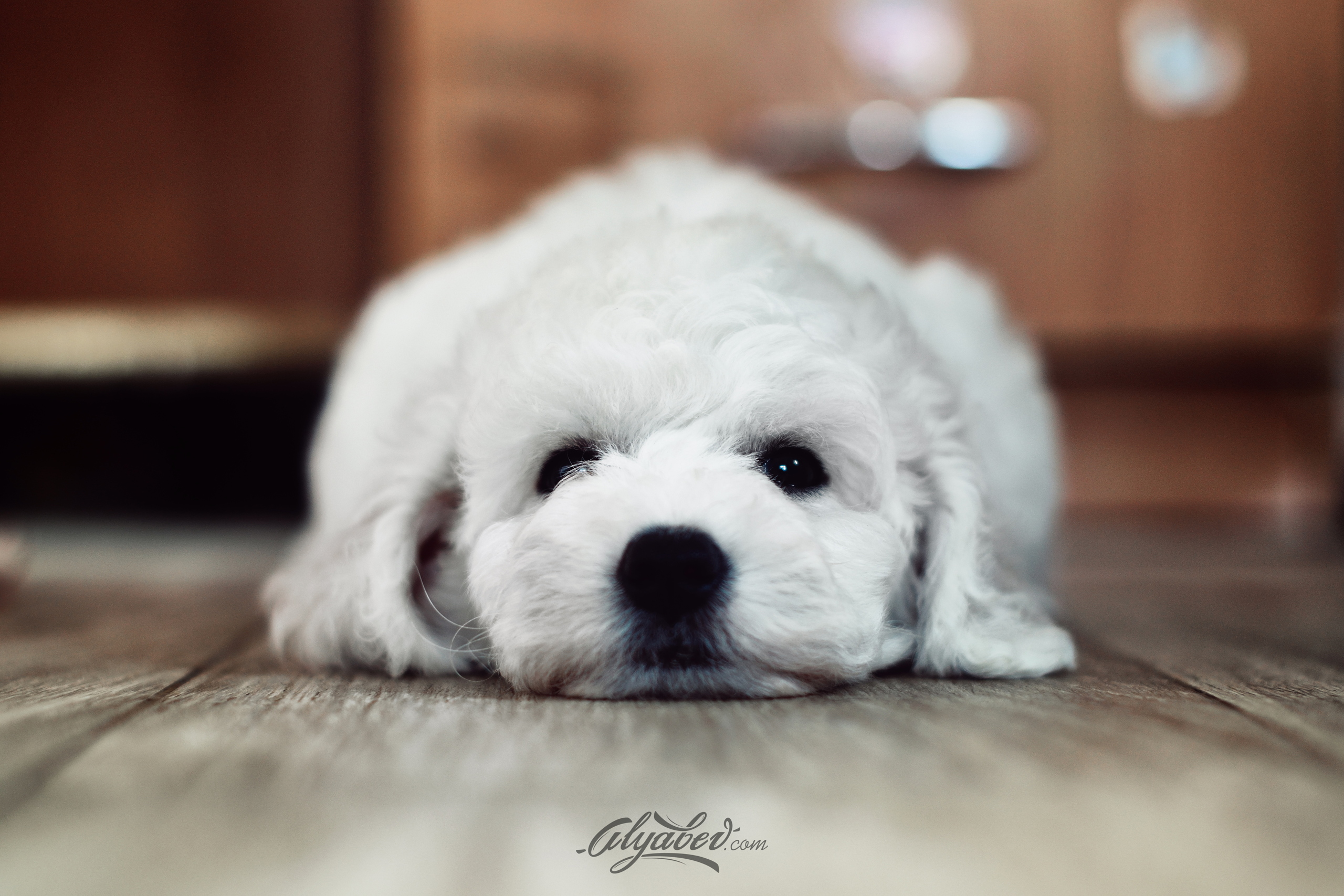 Animal Puppy HD Wallpaper by vinilgod