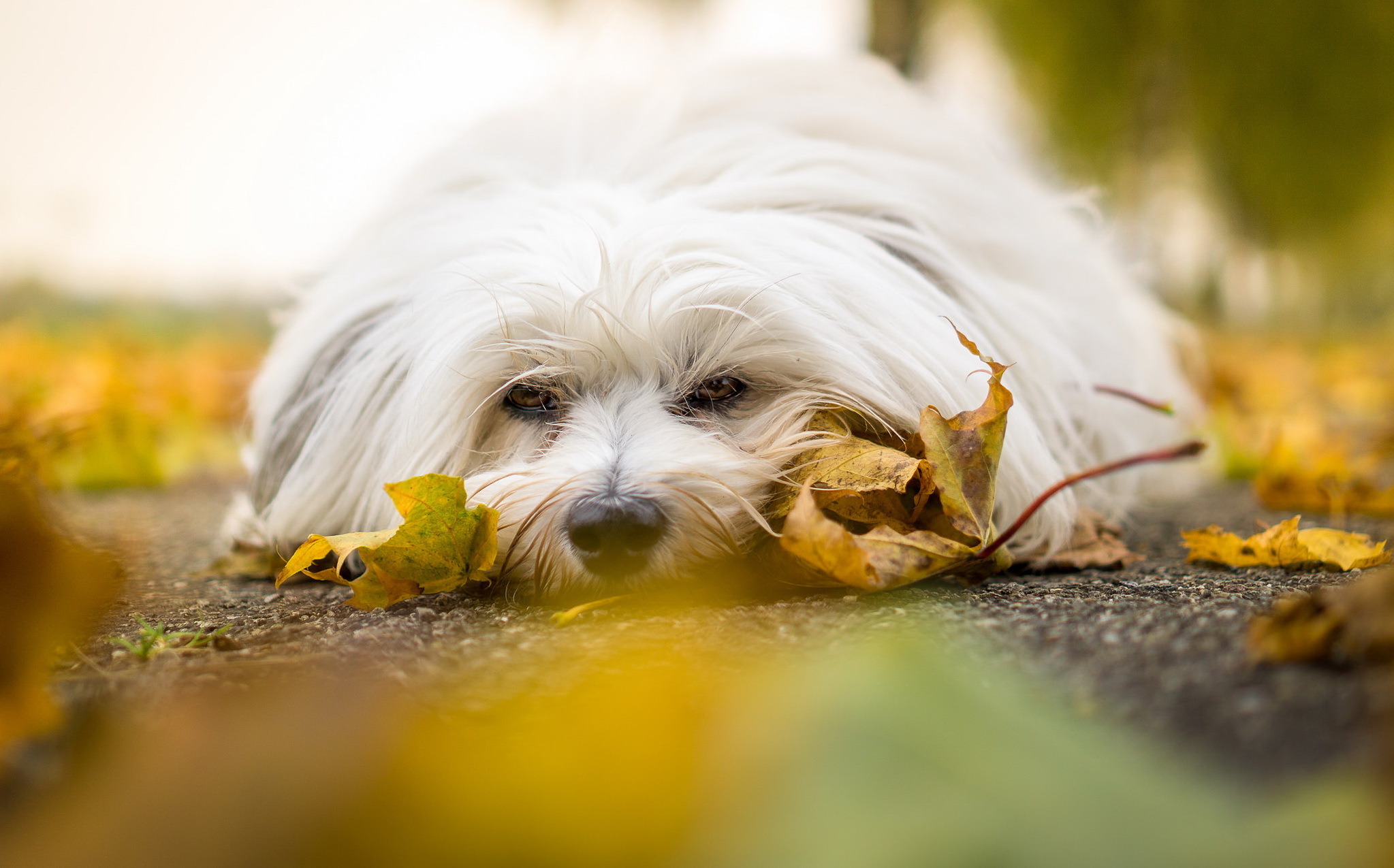 The havanese HD wallpapers | Pxfuel