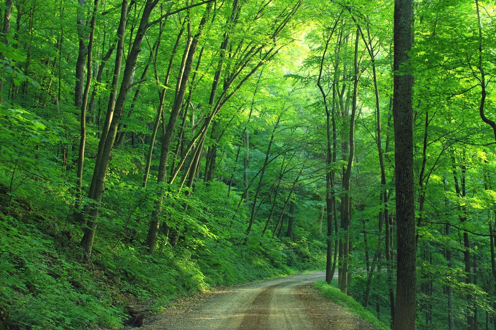 Loyalsock State Forest Pennsylvania USA HD Wallpaper | Background Image