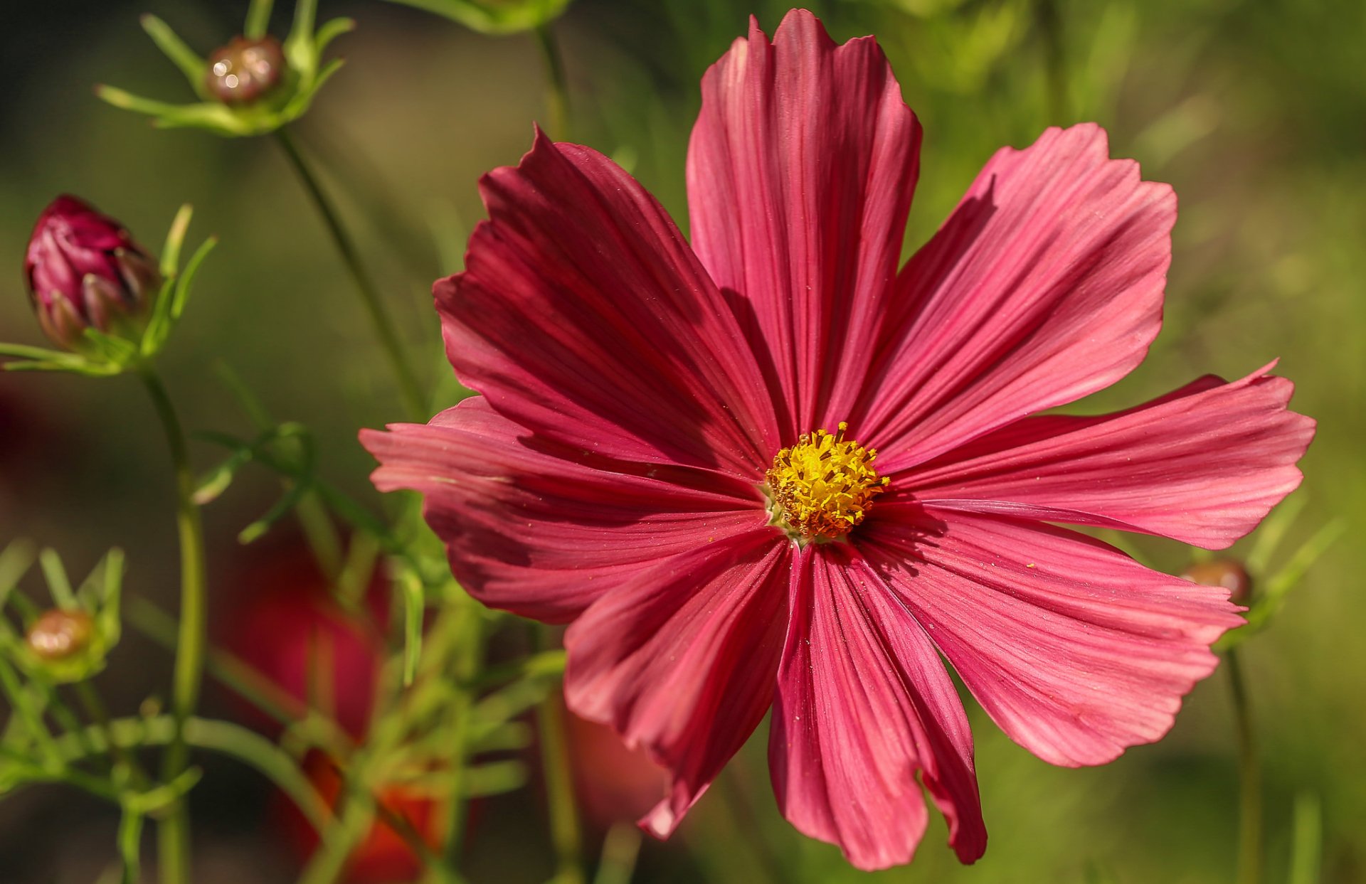 Close-up of a pink kosmeya flower with a yellow center against blurred green foliage — nature HD PC desktop wallpaper background.