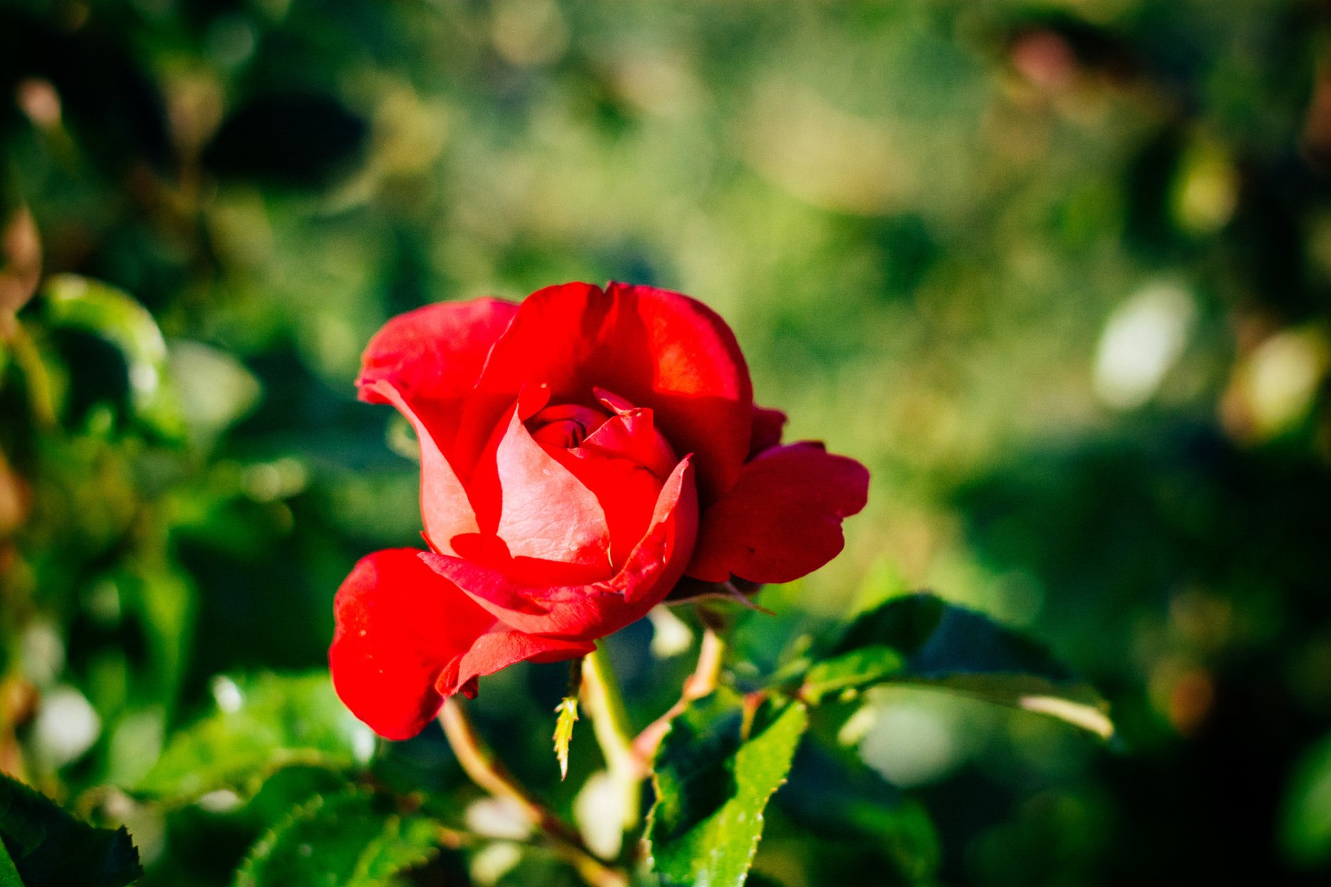 HD PC desktop wallpaper of a single red rose in bloom with soft bokeh green nature background