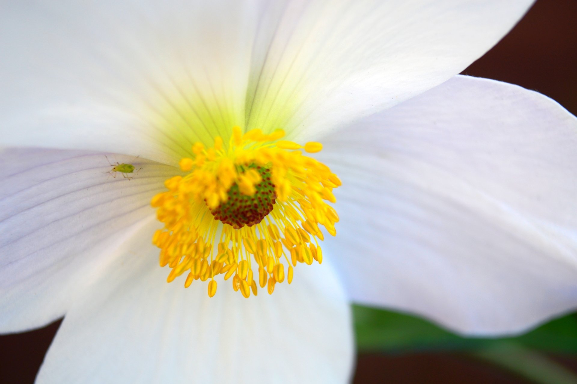 Download White Flower Petal Close-up Flower Nature Anemone 4k Ultra HD Wallpaper