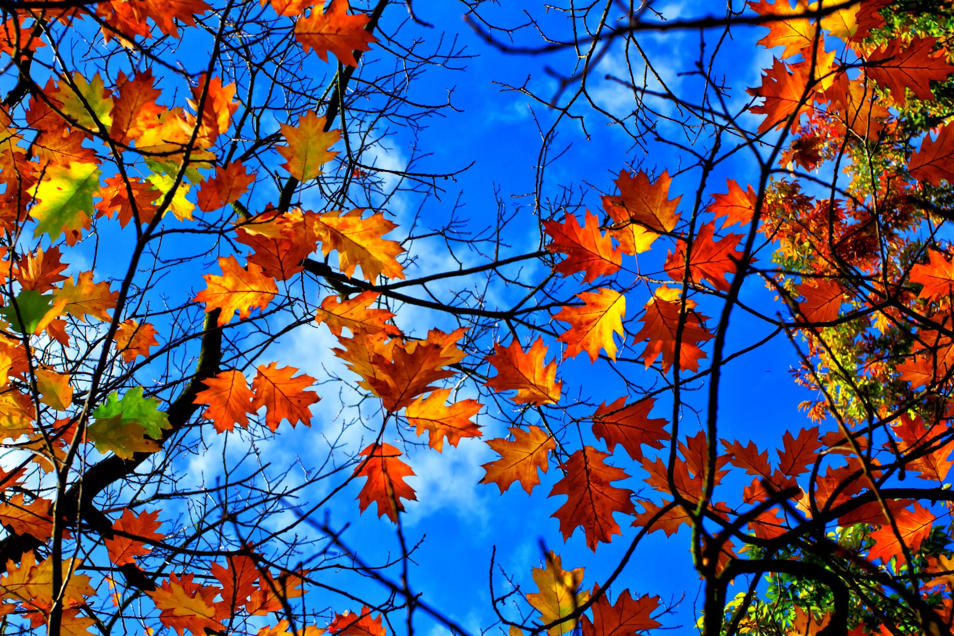 Download Fall Branch Nature Leaf 4k Ultra HD Wallpaper