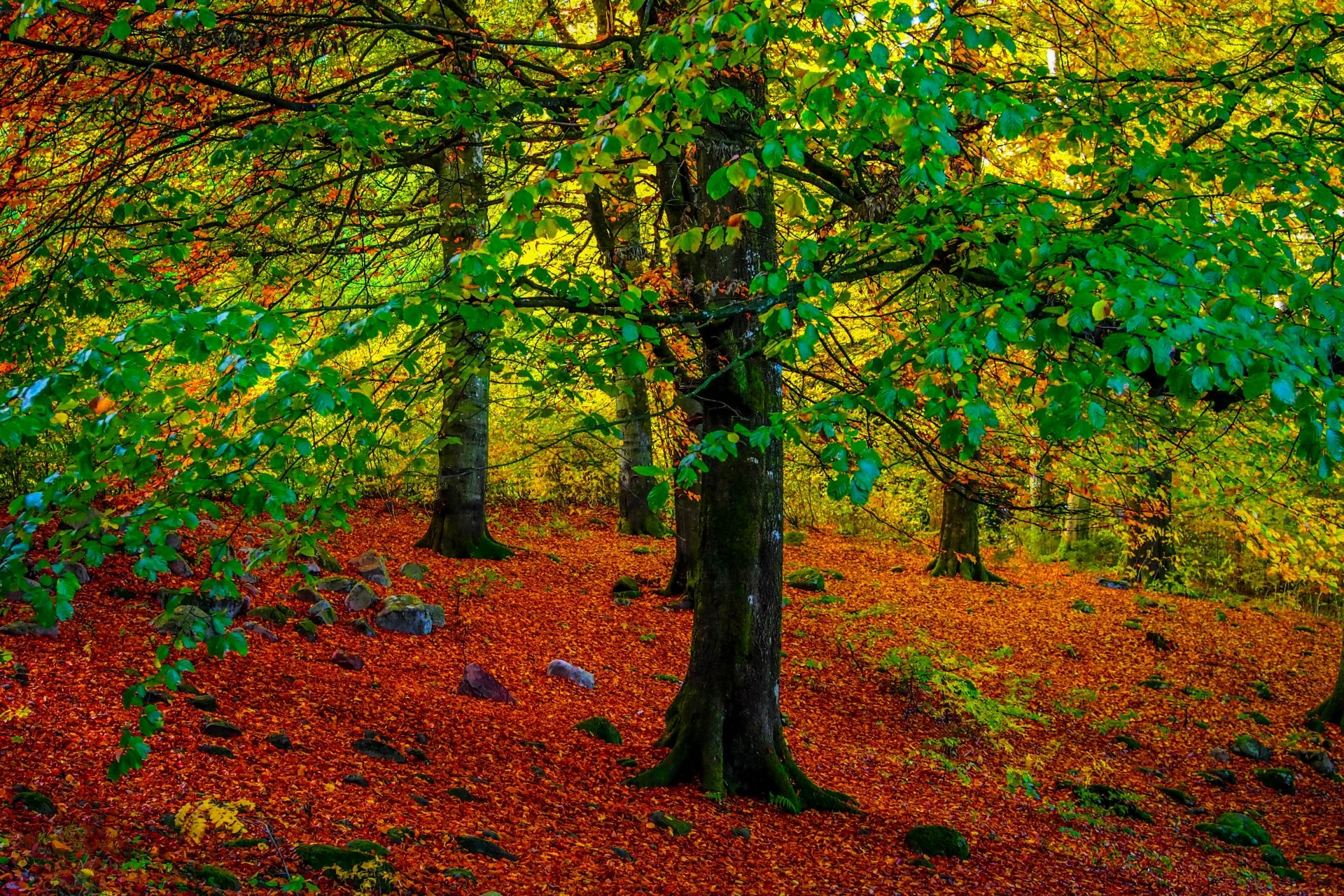 Download Fall Tree Nature Forest 4k Ultra HD Wallpaper