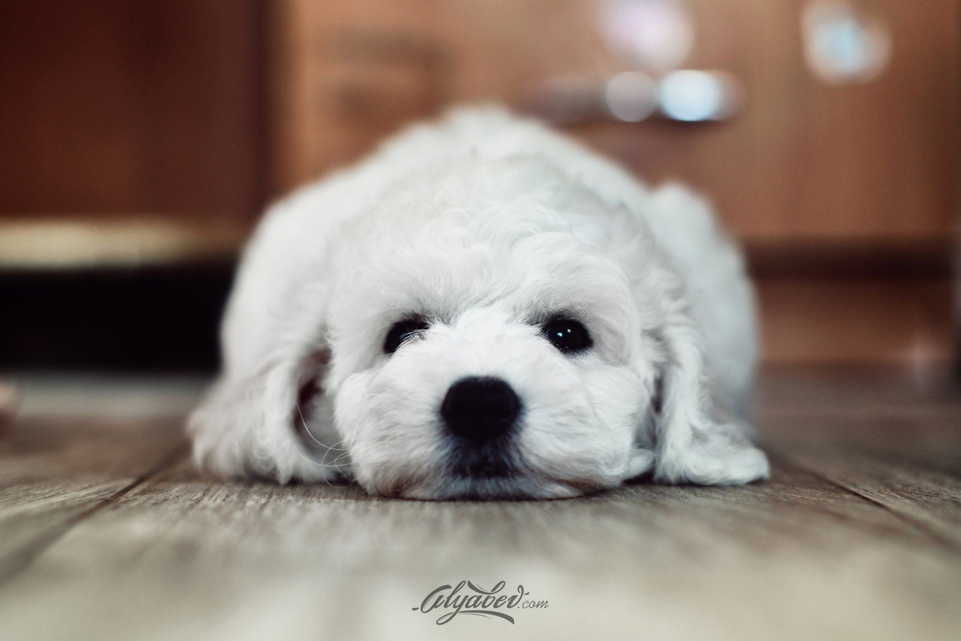 HD desktop wallpaper featuring a close-up of a white puppy lying quietly on a wooden floor, capturing a calm and adorable animal moment.