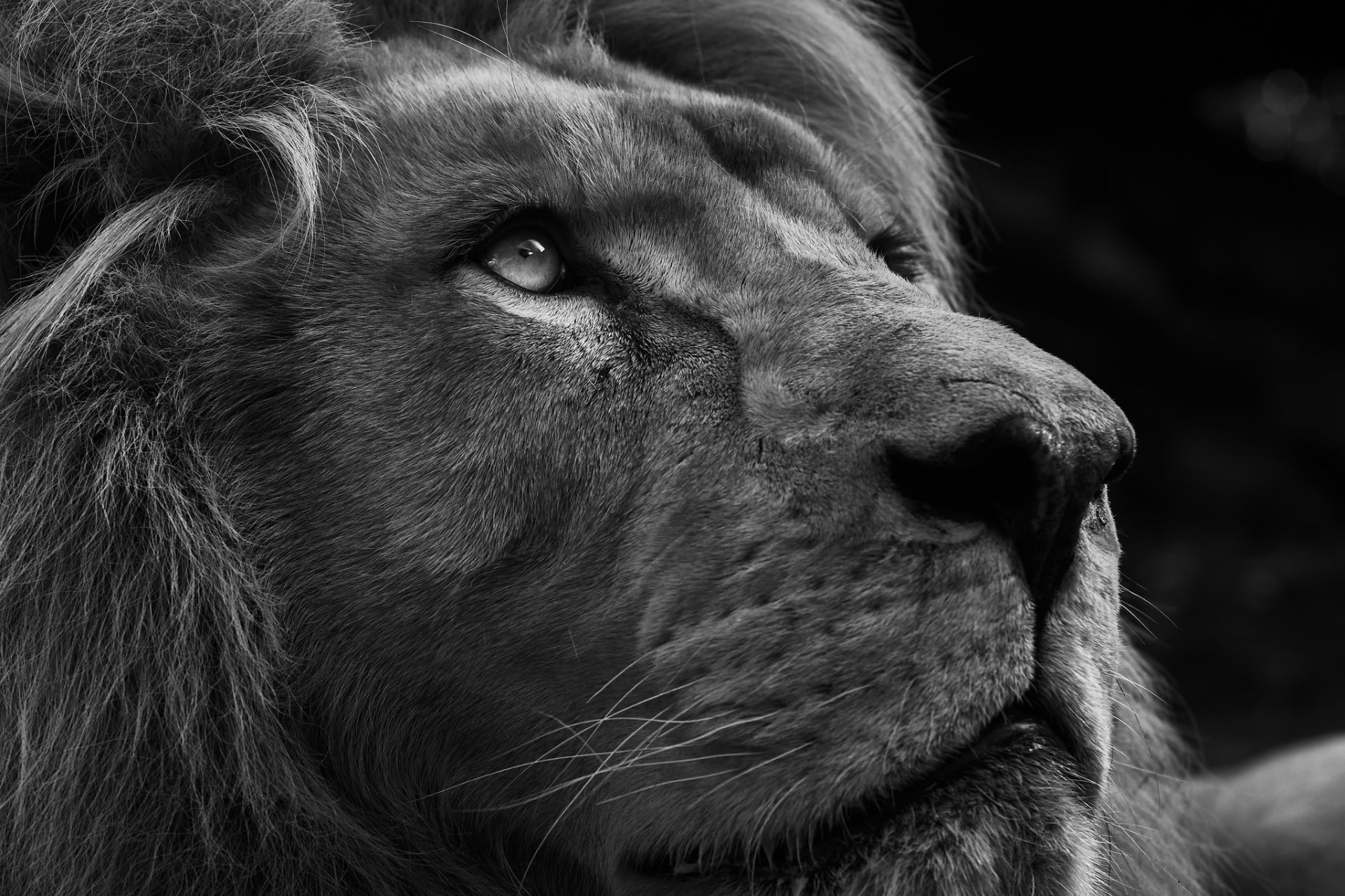 African Lion Wallpaper 4K, Black background, Wild animal