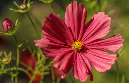 Close-up of a pink kosmeya flower with a yellow center against blurred green foliage — nature HD PC desktop wallpaper background.