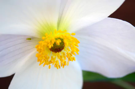 white flower petal close-up flower nature anemone HD Desktop Wallpaper | Background Image