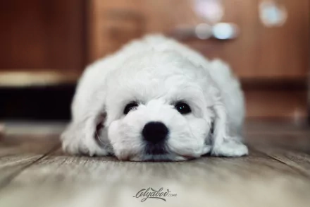 HD desktop wallpaper featuring a close-up of a white puppy lying quietly on a wooden floor, capturing a calm and adorable animal moment.
