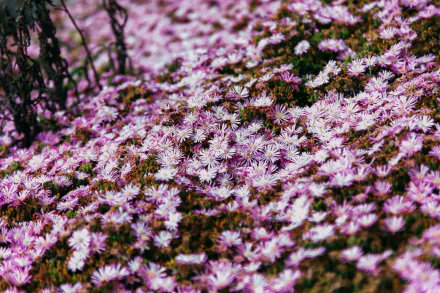 pink flower nature flower HD Desktop Wallpaper | Background Image