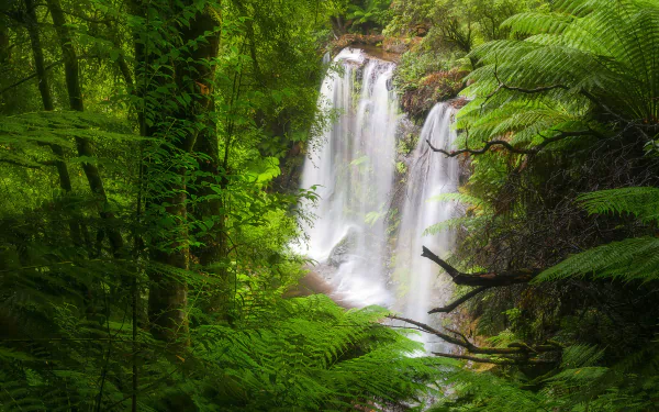 Lush green forest with vibrant ferns framing a cascading waterfall, captured in high-definition for a serene PC desktop wallpaper background.