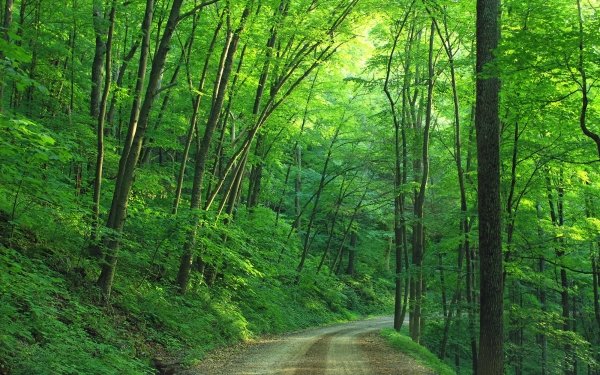 Man Made Road Nature Tree Forest Pennsylvania Path Green HD Wallpaper | Background Image
