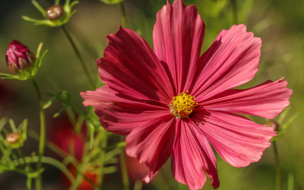 Close-up of a pink kosmeya flower with a yellow center against blurred green foliage — nature HD PC desktop wallpaper background.