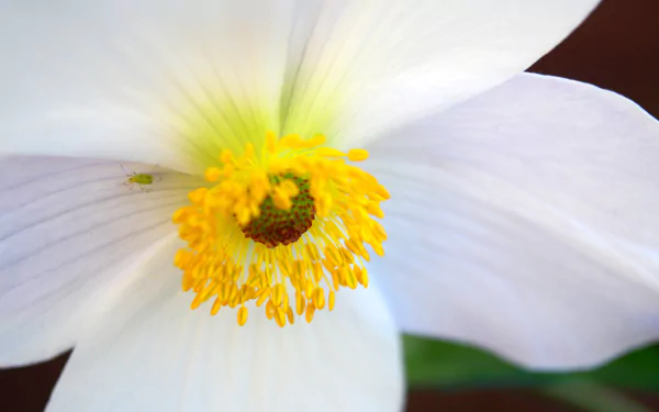 white flower petal close-up flower nature anemone HD Desktop Wallpaper | Background Image