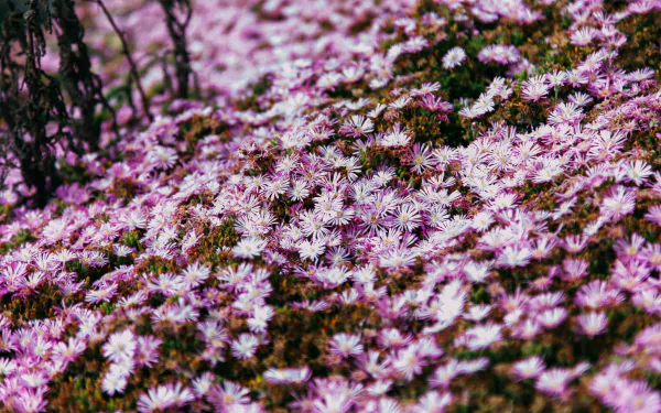 pink flower nature flower HD Desktop Wallpaper | Background Image