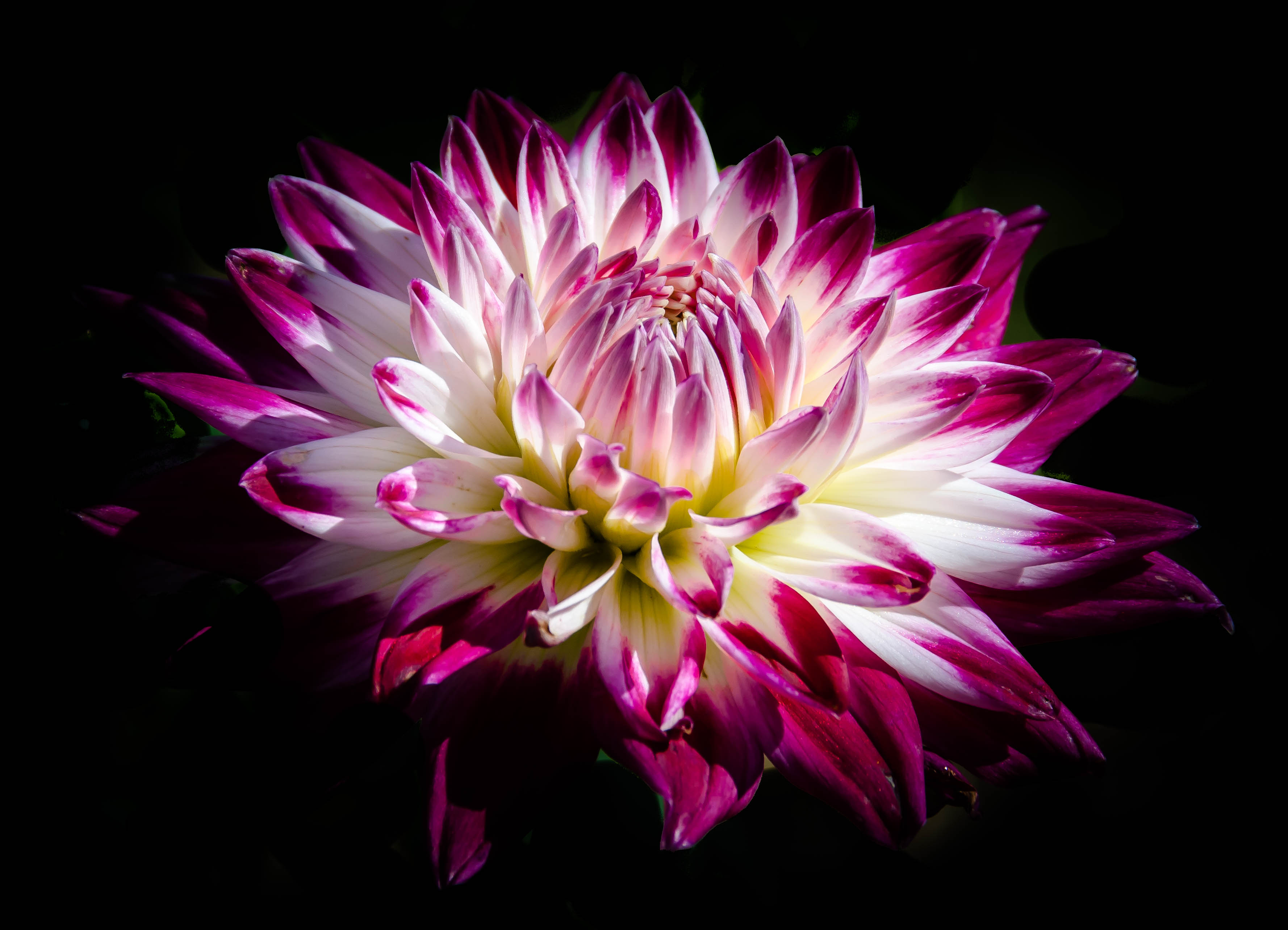 Purple and White Dahlia HD Wallpaper | Background Image ...
