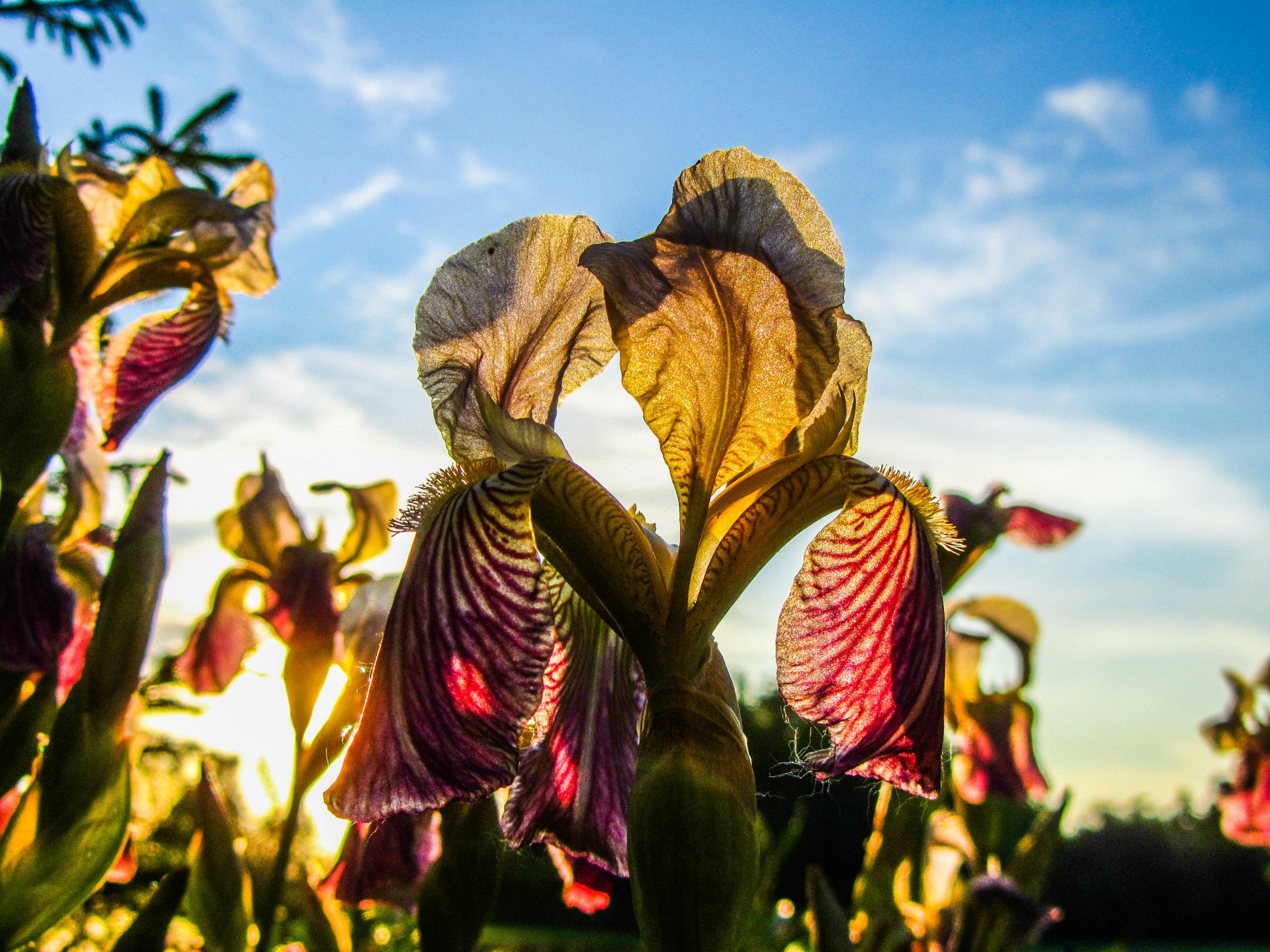 Download Flower Nature Iris 4k Ultra HD Wallpaper by Vergilius