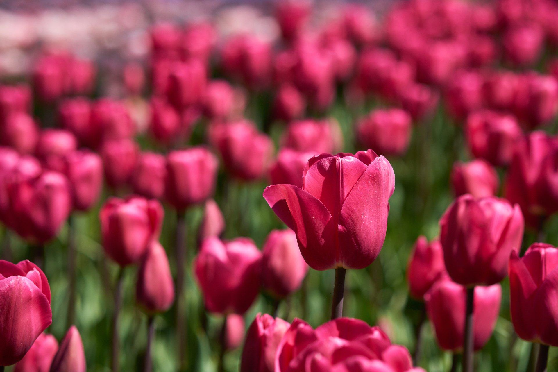 Download Pink Flower Flower Nature Tulip 4k Ultra HD Wallpaper ...