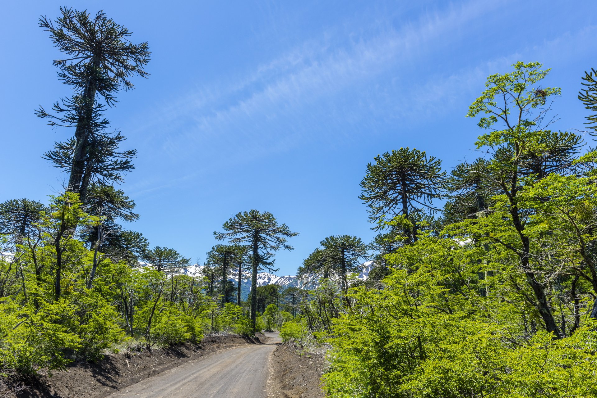 A 4K Ultra HD desktop wallpaper featuring a dirt road winding through a lush green forest with tall trees under a clear blue sky.