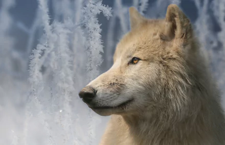  White Wolf in Winter