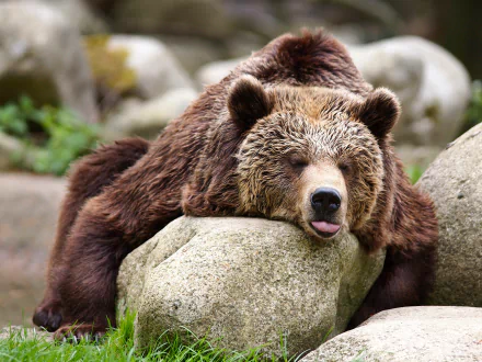 Resting brown bear with head on a rock, tongue out, captured in 4K Ultra HD — animal PC desktop wallpaper/background.