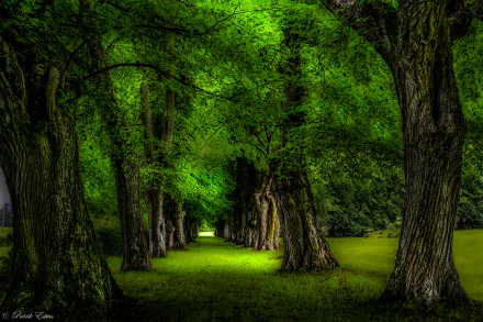 A lush, tree-lined path winds through a vibrant green park, showcasing the beauty of nature and inviting tranquility in this HD desktop wallpaper.