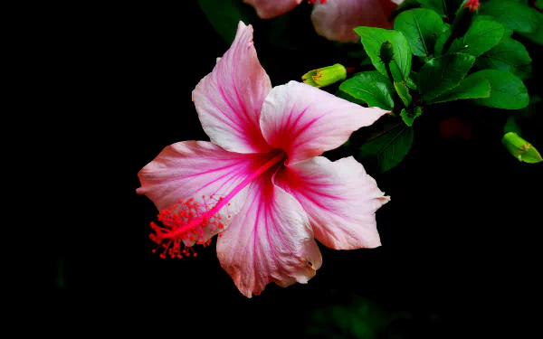 Vibrant pink hibiscus flower with lush green leaves against a dark background, captured in 4K Ultra HD for a striking nature-themed PC desktop wallpaper.