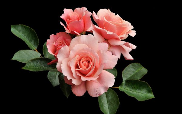 Earth Rose Flowers Flower Pink Flower HD Wallpaper | Background Image