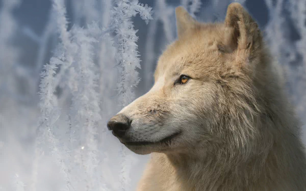  White Wolf in Winter