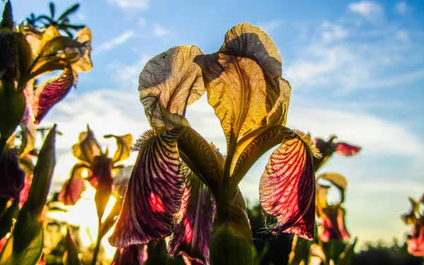 flower nature iris HD Desktop Wallpaper | Background Image