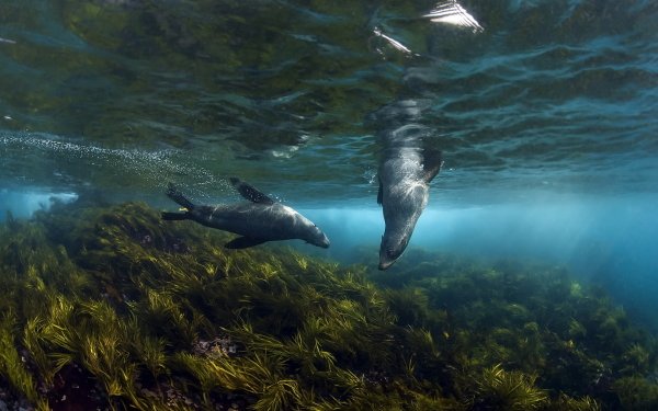 Animal Seal Seals Underwater HD Wallpaper | Background Image