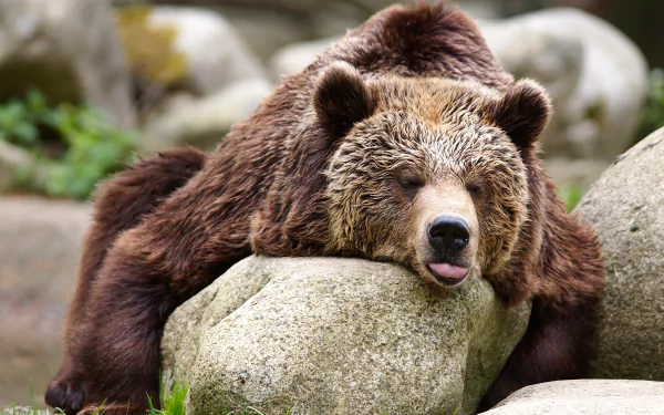 Resting brown bear with head on a rock, tongue out, captured in 4K Ultra HD — animal PC desktop wallpaper/background.