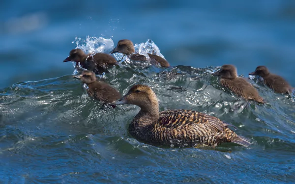 bird duckling Animal duck HD Desktop Wallpaper | Background Image