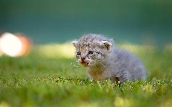 Animal Cat Cats Kitten Baby Animal Grass Blur HD Wallpaper | Background Image