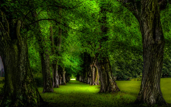 A lush, tree-lined path winds through a vibrant green park, showcasing the beauty of nature and inviting tranquility in this HD desktop wallpaper.