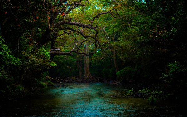 Earth Forest River HD Wallpaper | Background Image